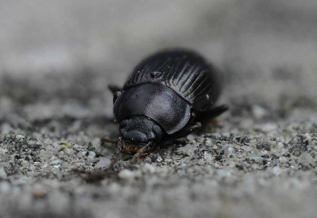 Tenebrionidae: Nalassus dermestoides o N. dryadophilus